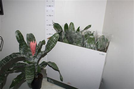 Горшечные цветы и растения оптом Aech Fas Primera от 7шт из Голландии с доставкой по России