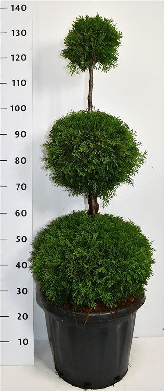 Горшечные цветы и растения оптом Thuja Occ Smaragd Trio Ball от 1шт из Голландии с доставкой по России