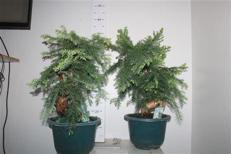 Горшечные цветы и растения оптом Bonsai Araucaria Cunninghamii от 1шт из Голландии с доставкой по России