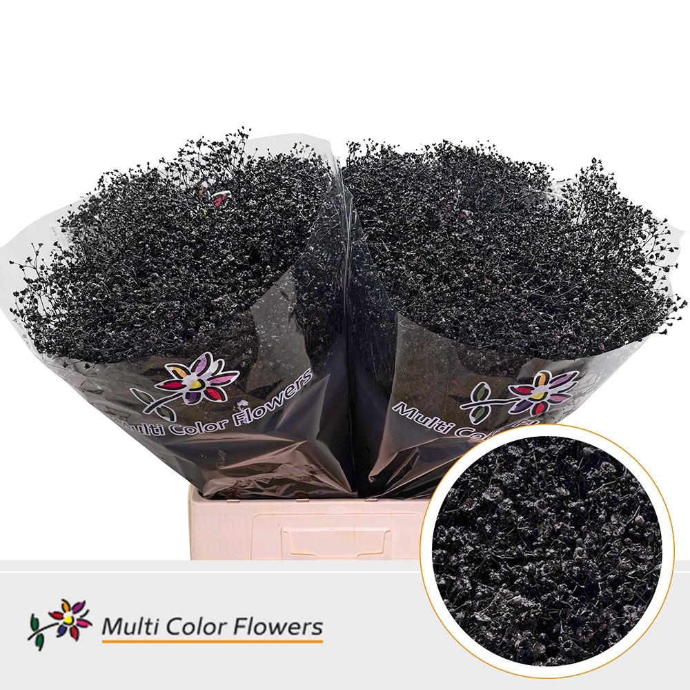 Срезанные цветы оптом Gyps fine paint black от 100шт из Голландии с доставкой по России