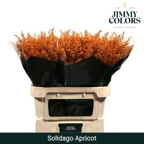 Срезанные цветы оптом Solidago paint apricot от 100шт из Голландии с доставкой по России