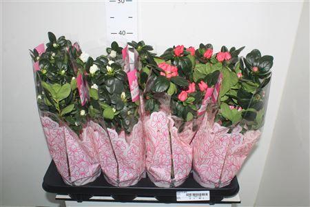 Горшечные цветы и растения оптом Rhodo Si Gem Stam от 8шт из Голландии с доставкой по России