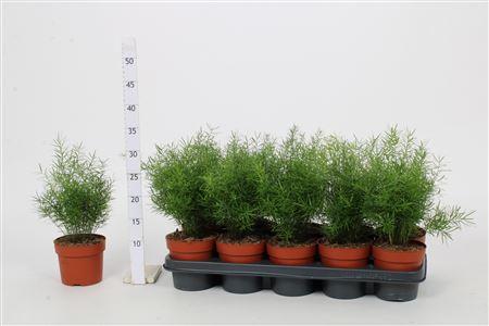 Горшечные цветы и растения оптом Asparagus Sprengeri от 10шт из Голландии с доставкой по России Горшечные цветы и растения оптом Asparagus Sprengeri от 10шт из Голландии с доставкой по России