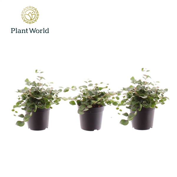 Горшечные цветы и растения оптом Pellaea Rotundifolia (decorum) от 16шт (для телеги) из Голландии с доставкой по России