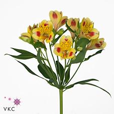 Срезанные цветы оптом Alstroemeria bali от 60шт. из Голландии с доставкой по России