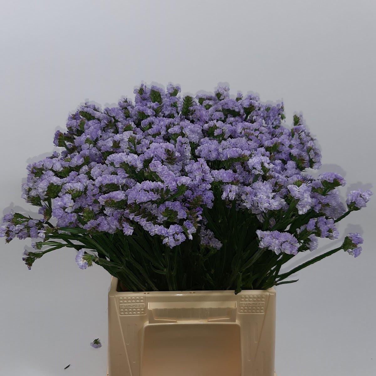 Срезанные цветы оптом Statice donau birds от 100шт из Голландии с доставкой по России