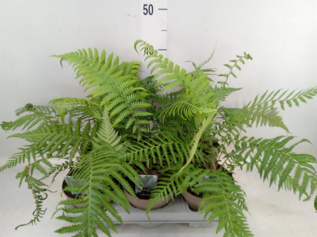 Горшечные цветы и растения оптом Dicksonia Antarctica от 6шт из Голландии с доставкой по России