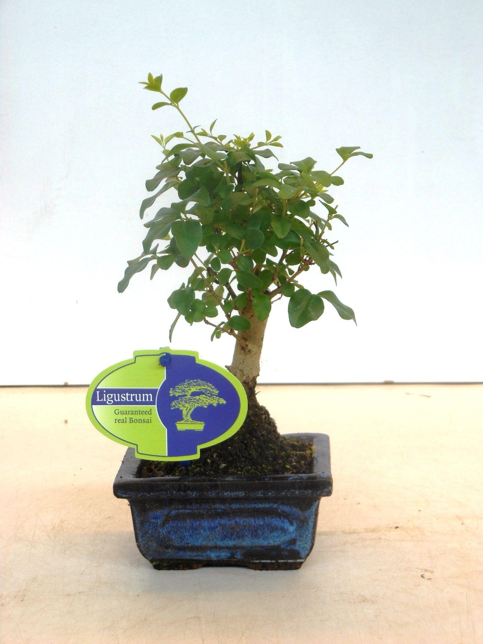Горшечные цветы и растения оптом Bonsai Ligustrum Sinensis, 12cm., Broom, Without D от 14шт из Голландии с доставкой по России