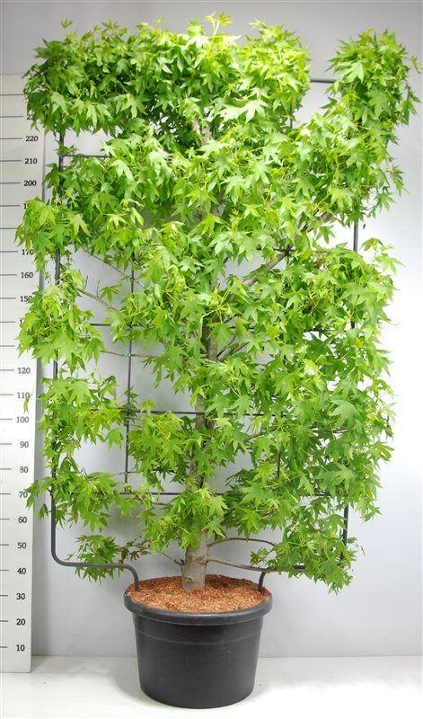 Горшечные цветы и растения оптом Liquidambar Styraciflua Screen от 1шт (для телеги) из Голландии с доставкой по России