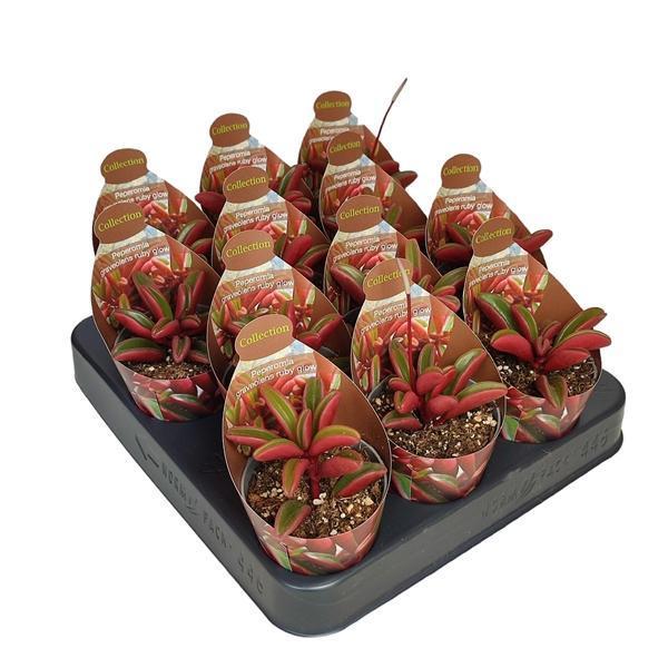 Горшечные цветы и растения оптом Peperomia Graveolens Ruby Glow Potcover от 12шт (для телеги) из Голландии с доставкой по России