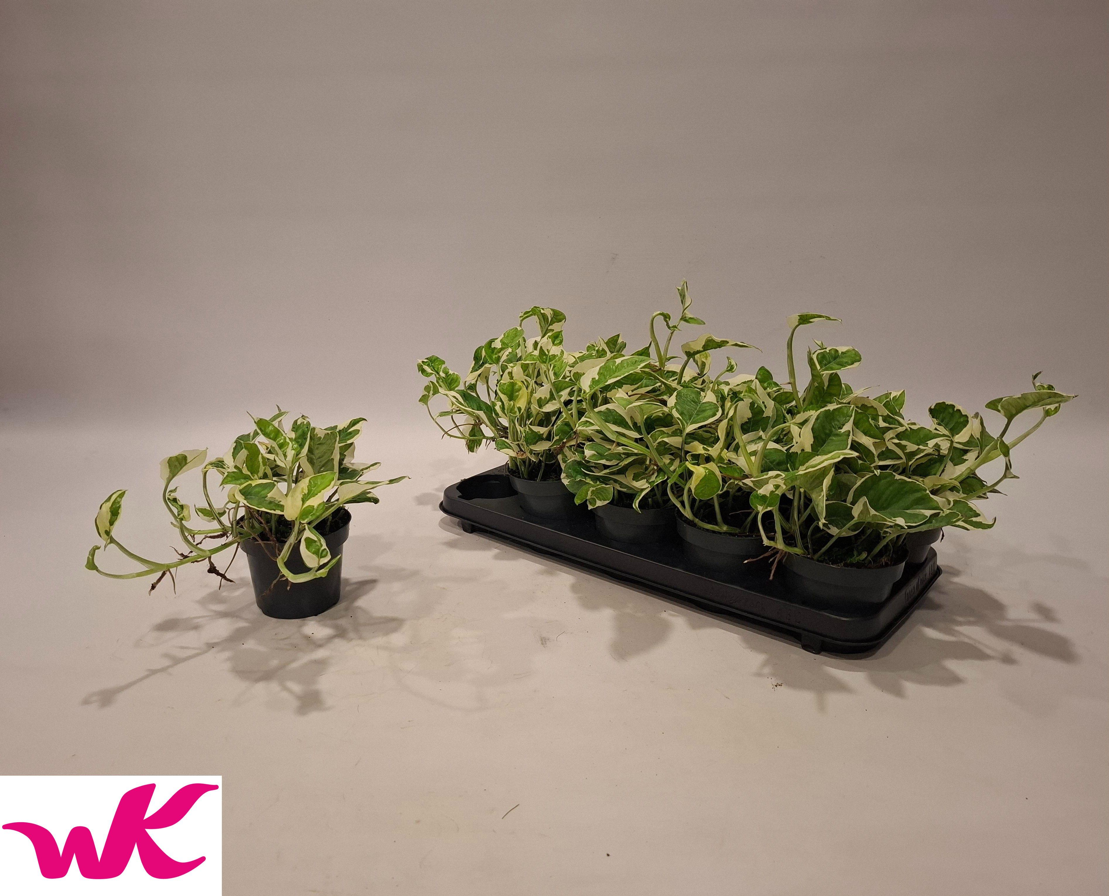 Горшечные цветы и растения оптом Epipr Njoy от 10шт из Голландии с доставкой по России