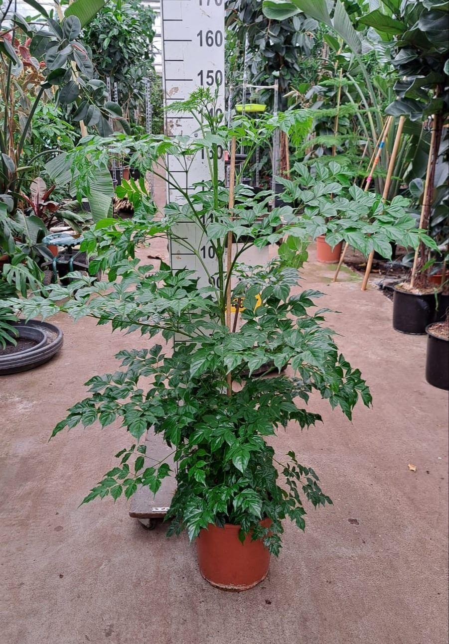 Горшечные цветы и растения оптом Radermachera Sinica от 1шт из Голландии с доставкой по России