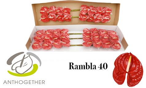 Срезанные цветы оптом Anthurium rambla от 40шт из Голландии с доставкой по России