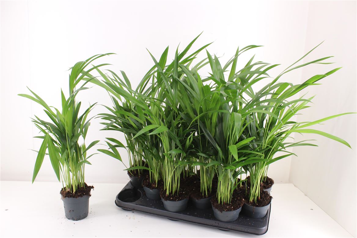 Горшечные цветы и растения оптом Dypsis Lut от 12шт из Голландии с доставкой по России