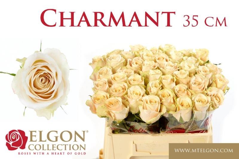 Срезанные цветы оптом Rosa large charmant от 360шт из Голландии с доставкой по России
