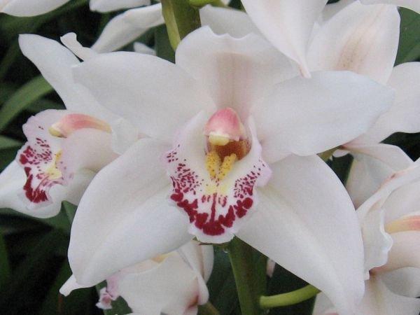 Срезанные цветы оптом Minicymbidium milky от 10шт из Голландии с доставкой по России