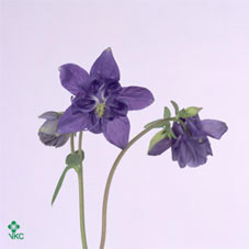 Срезанные цветы оптом Aquilegia blue lady от 50шт из Голландии с доставкой по России