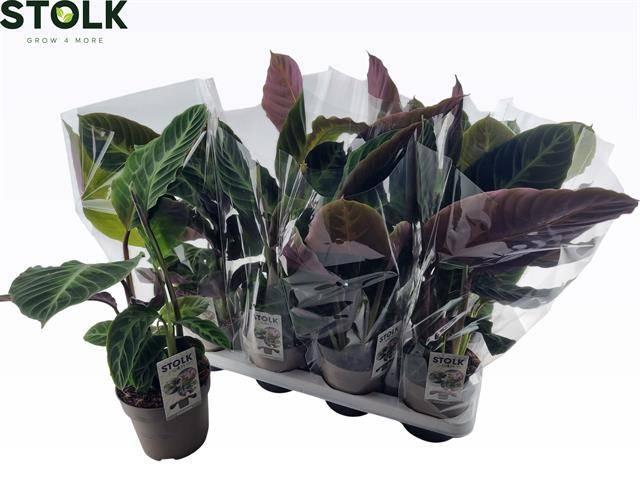 Горшечные цветы и растения оптом Calat Warscewiczii от 8шт из Голландии с доставкой по России