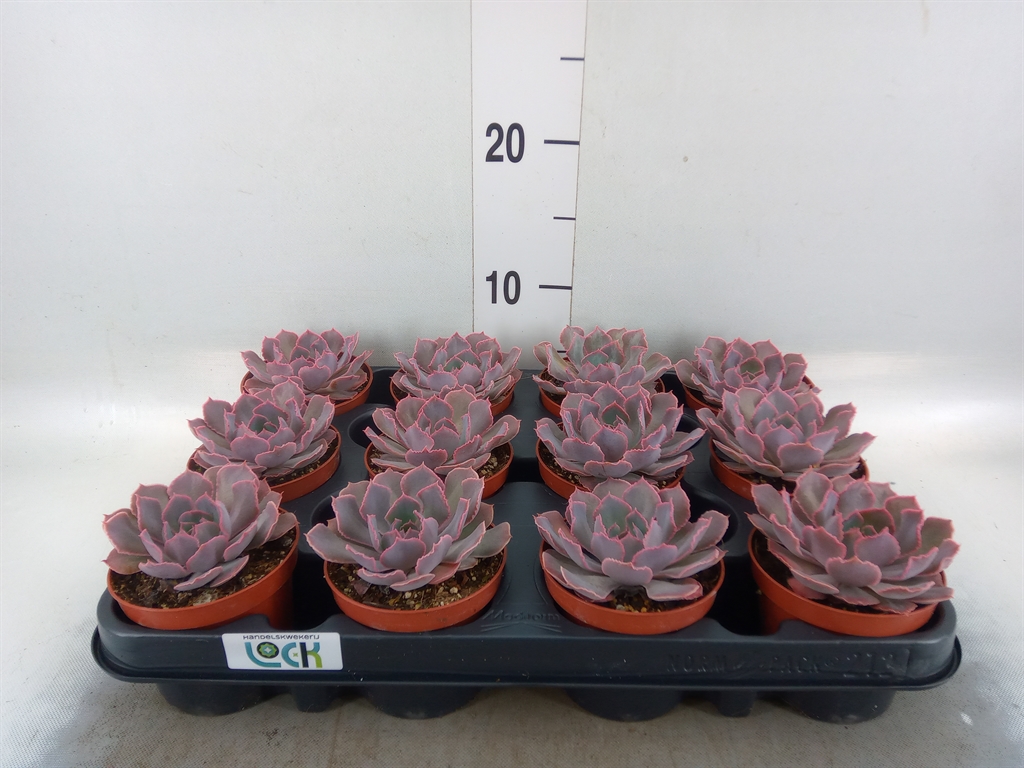 Горшечные цветы и растения оптом Echeveria   ... от 12шт (для телеги) из Голландии с доставкой по России