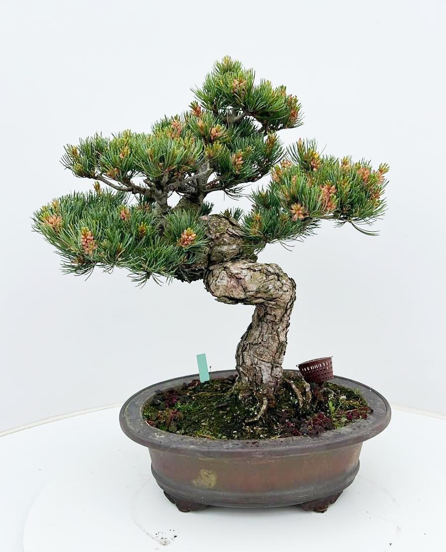 Горшечные цветы и растения оптом Pinus Parviflora, 32cm, Height 55cm. (single Item) от 1шт из Голландии с доставкой по России