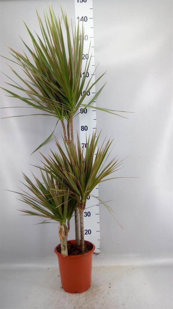 Горшечные цветы и растения оптом Dracaena Marg. bicolor от 1шт из Голландии с доставкой по России