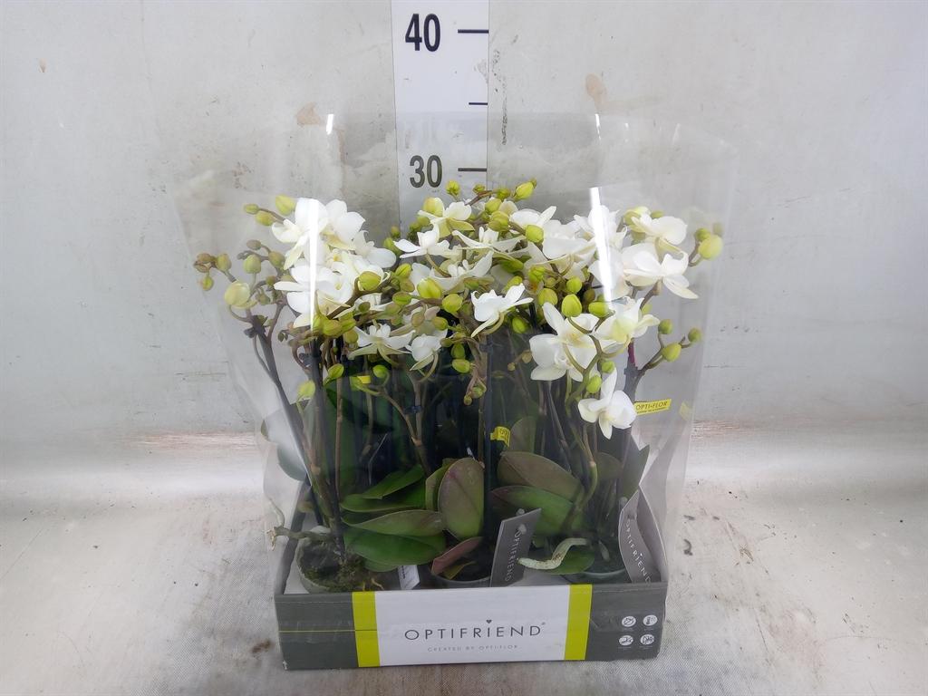 Горшечные цветы и растения оптом Phalaenopsis Multi.   ...white от 8шт (для телеги) из Голландии с доставкой по России