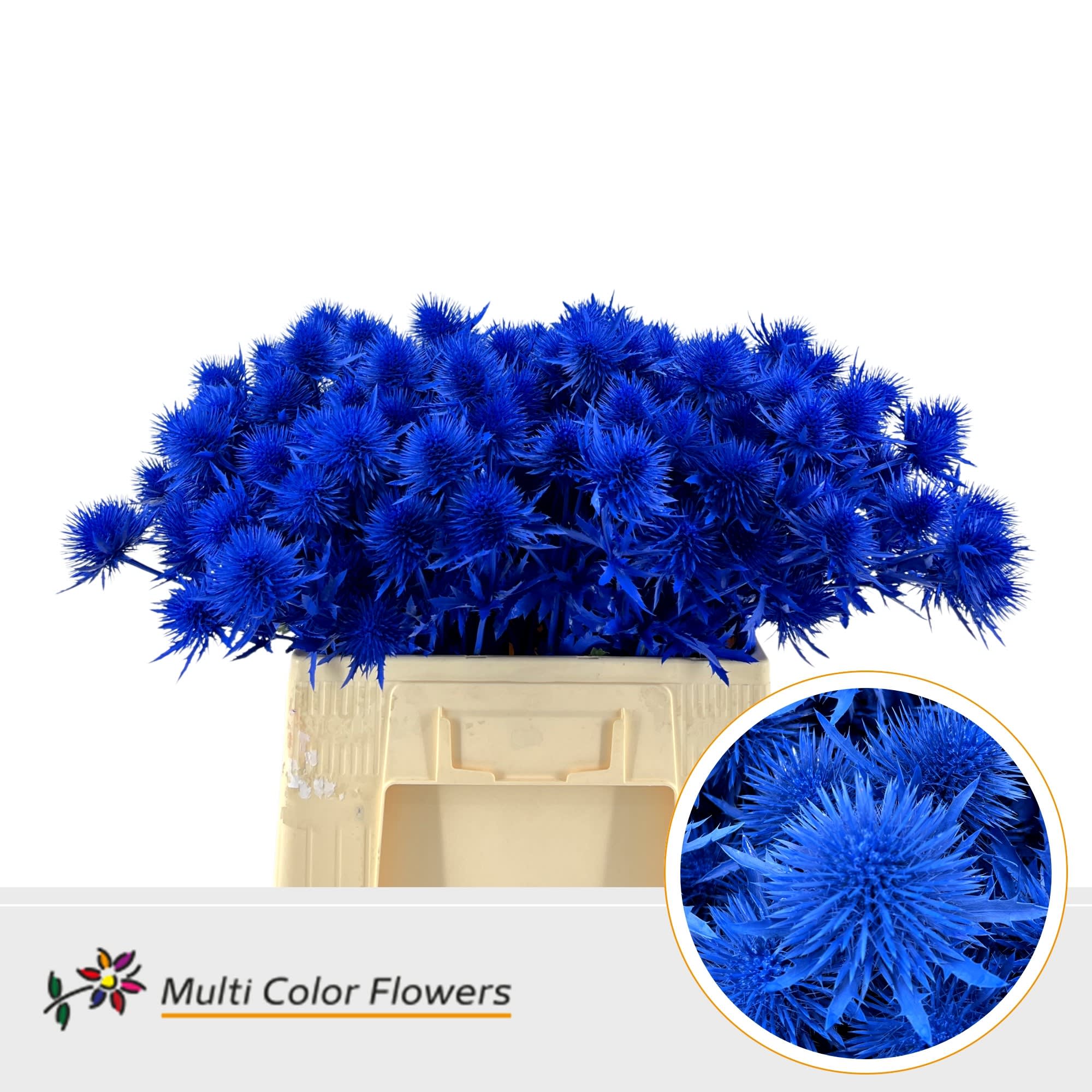 Срезанные цветы оптом Eryngium alpinum paint blue dark от 50шт из Голландии с доставкой по России