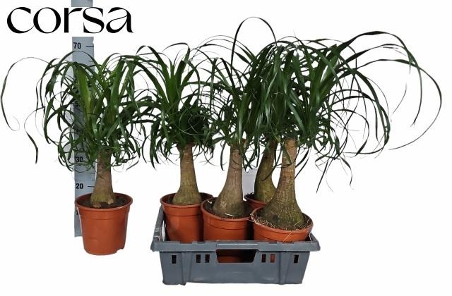Горшечные цветы и растения оптом Beaucarnea Recur от 5шт из Голландии с доставкой по России