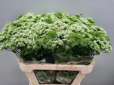 Срезанные цветы оптом Trachelium white lake michigan от 60шт из Голландии с доставкой по России