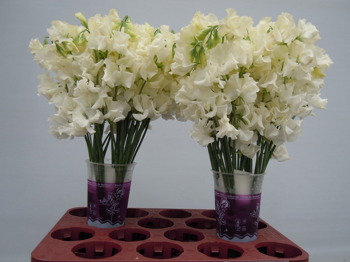 Срезанные цветы оптом Lathyrus od cream от 30шт. из Голландии с доставкой по России
