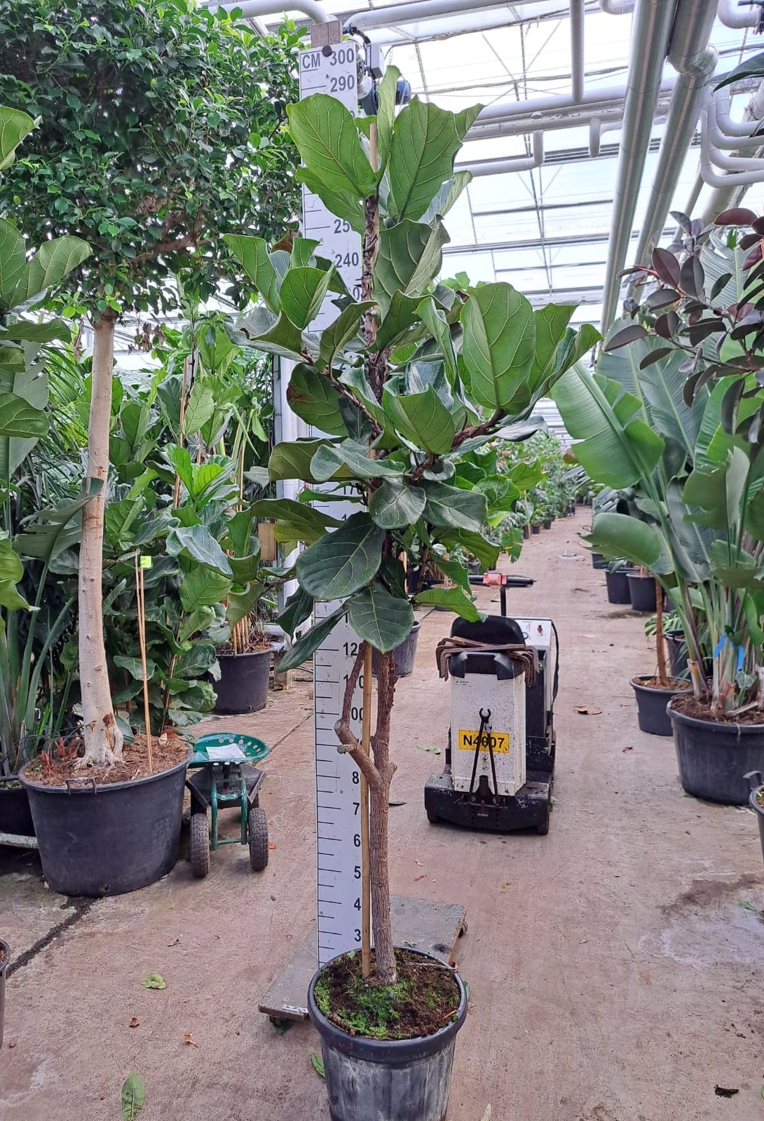 Горшечные цветы и растения оптом Ficus Lyrata Fat Stamm от 1шт из Голландии с доставкой по России