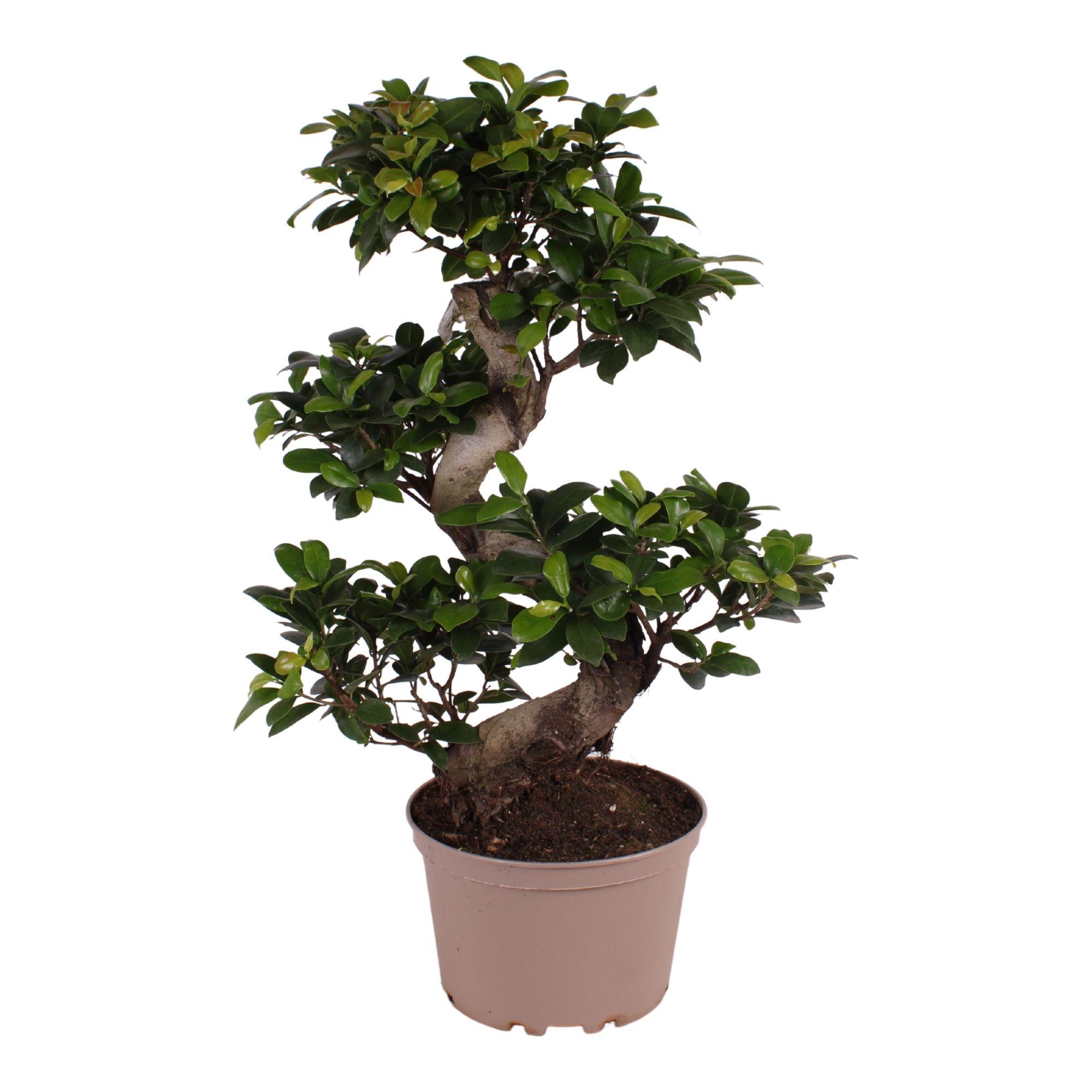 Горшечные цветы и растения оптом Ficus Ginseng In Plastic Pot S-shape от 2шт из Голландии с доставкой по России