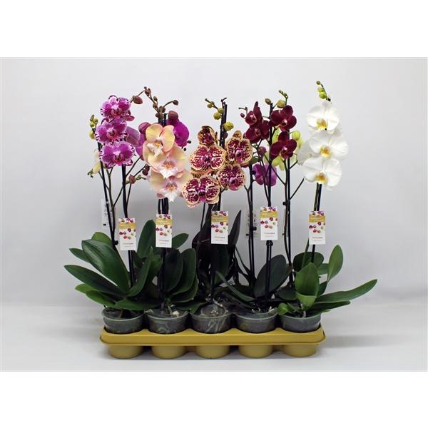 Горшечные цветы и растения оптом Phal 1st Mix 6+ (phalaenova) от 10шт из Голландии с доставкой по России