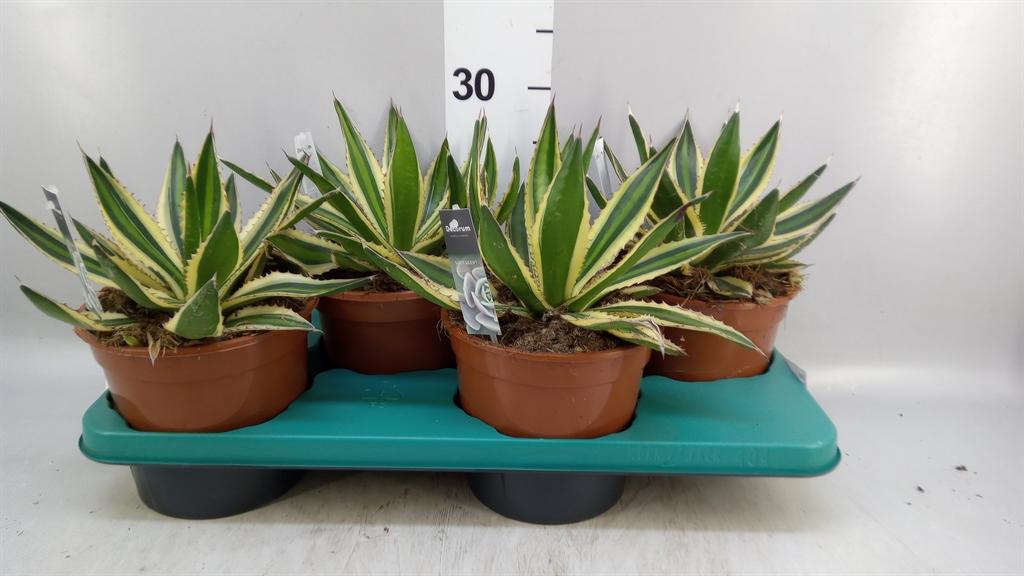 Горшечные цветы и растения оптом Agave ... A от 4шт из Голландии с доставкой по России