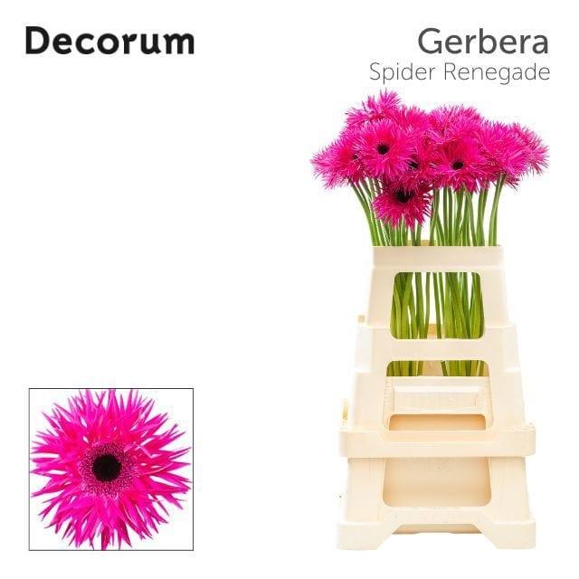 Срезанные цветы оптом Gerbera renegade от 40шт из Голландии с доставкой по России