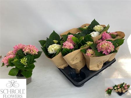 Горшечные цветы и растения оптом Hydr M Gem 3-4++ от 8шт из Голландии с доставкой по России