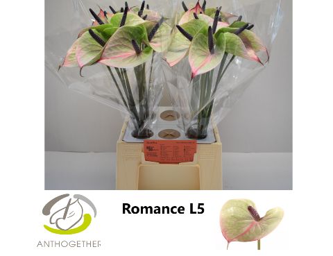 Срезанные цветы оптом Anthurium romance imp от 40шт из Голландии с доставкой по России