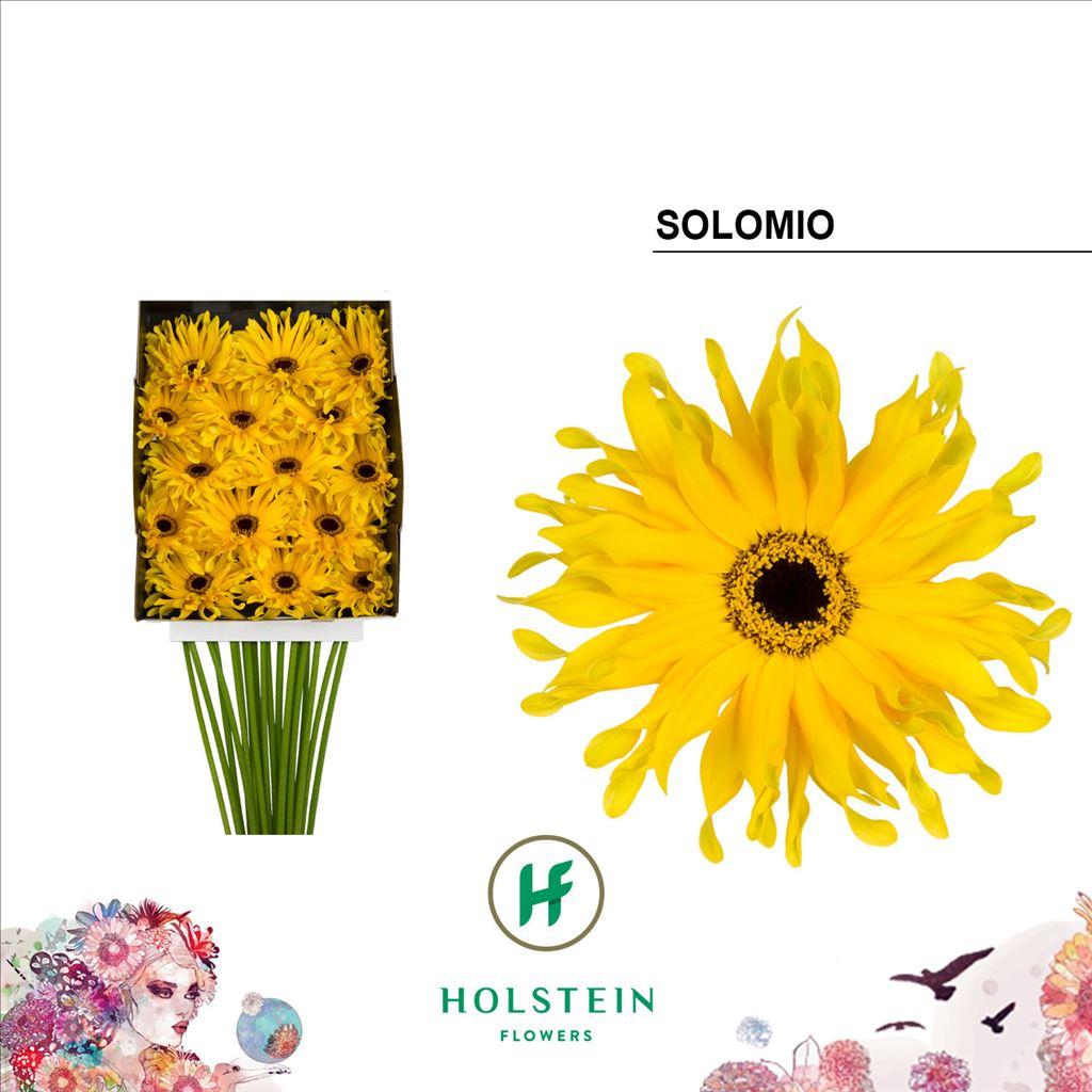 Срезанные цветы оптом Gerbera diamond gerpasta solomio от 15шт из Голландии с доставкой по России