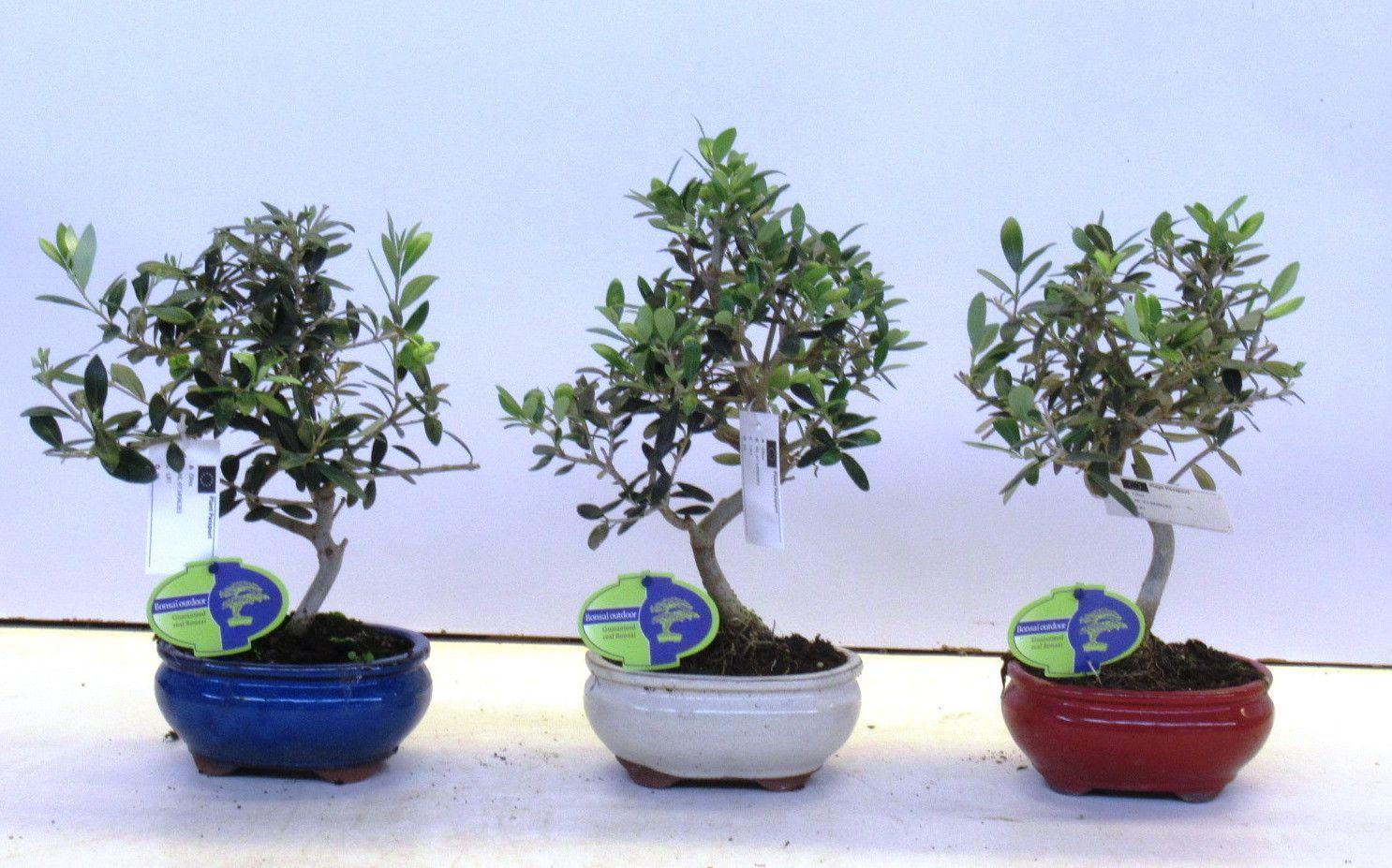 Горшечные цветы и растения оптом Bonsai Olea Europea от 6шт из Голландии с доставкой по России