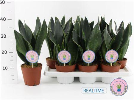 Горшечные цветы и растения оптом Sansev Trifascia Ov от 7шт из Голландии с доставкой по России