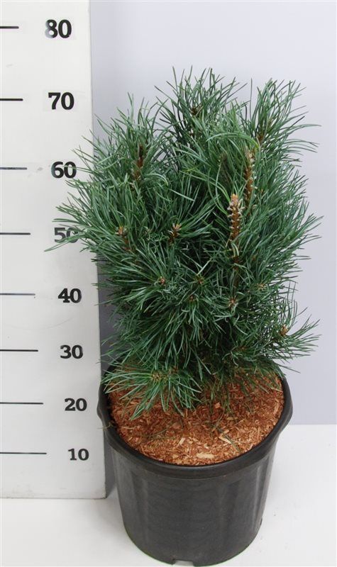 Горшечные цветы и растения оптом Pinus Sylv Fastigiata от 1шт из Голландии с доставкой по России