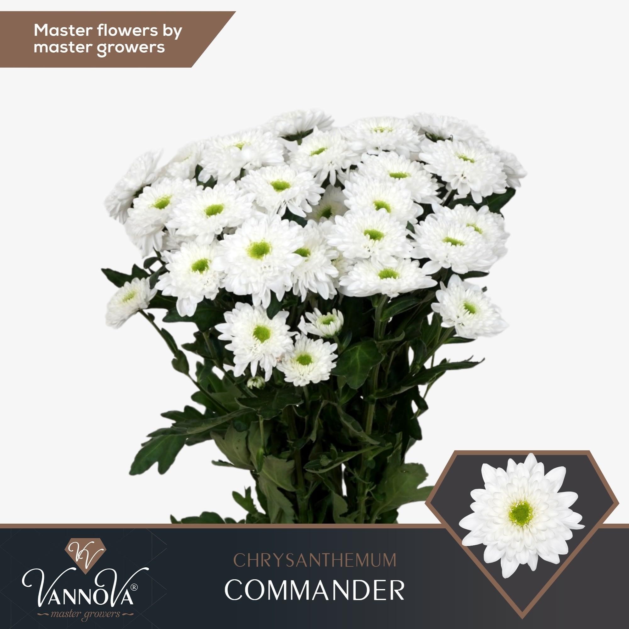 Срезанные цветы оптом Chrys sp commander от 80шт из Голландии с доставкой по России