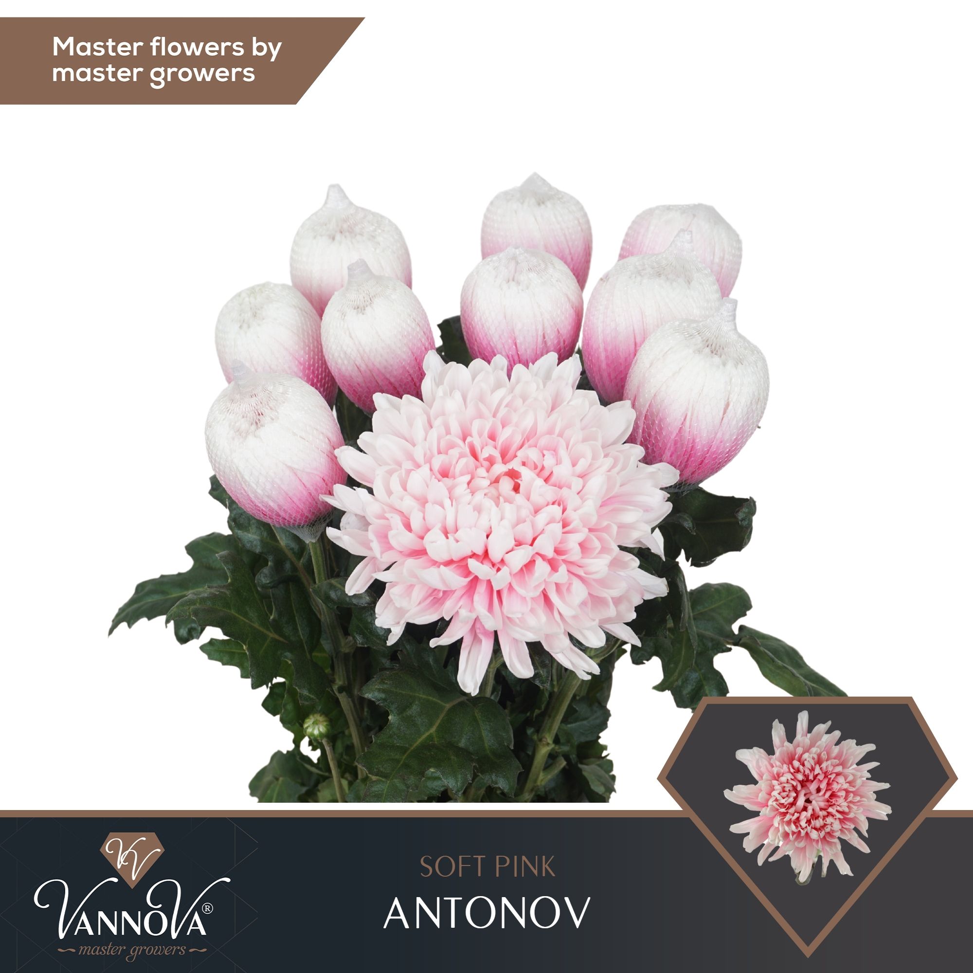 Срезанные цветы оптом Chrys bl paint antonov soft pink от 40шт. из Голландии с доставкой по России