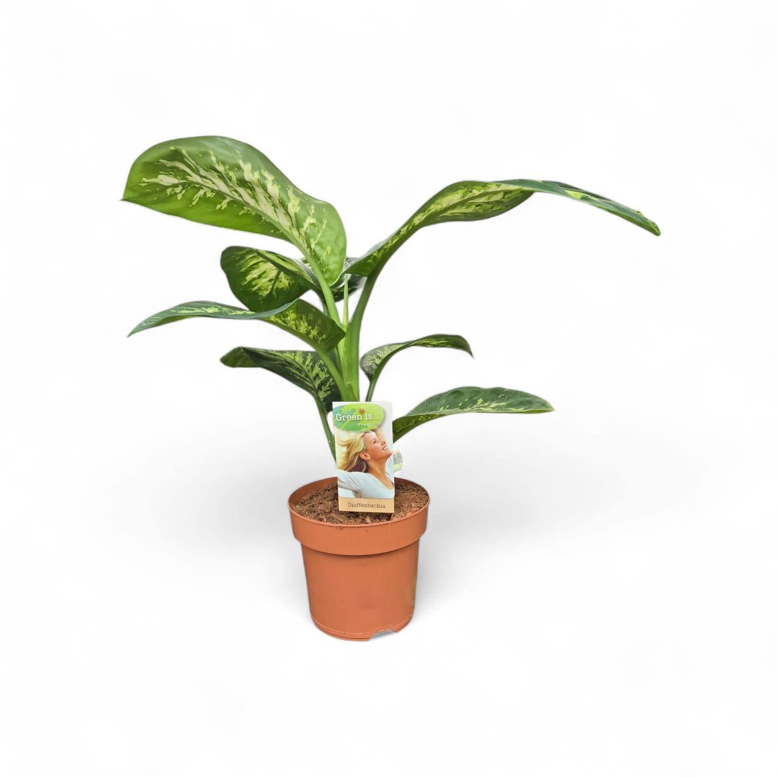 Горшечные цветы и растения оптом Dieffenbachia Tropic Snow от 1шт из Голландии с доставкой по России