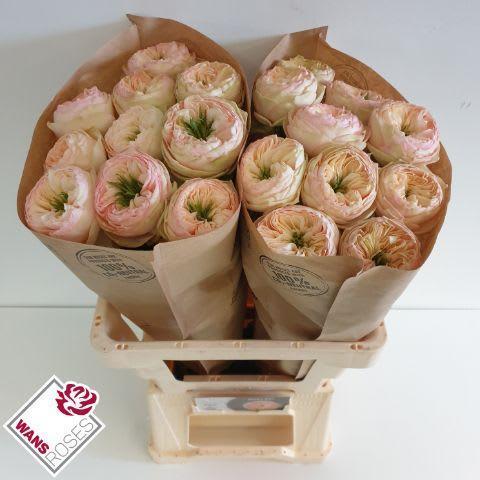 Срезанные цветы оптом Rosa large pinky pie от 20шт из Голландии с доставкой по России