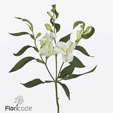 Срезанные цветы оптом Alstroemeria fl charmelia blanca от 60шт из Голландии с доставкой по России