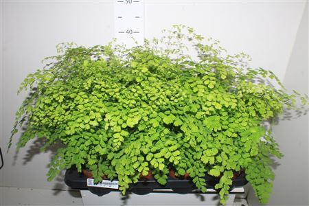 Горшечные цветы и растения оптом Adian Rad Fragrans от 8шт из Голландии с доставкой по России