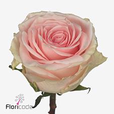Срезанные цветы оптом Rosa large duchesse от 50шт. из Голландии с доставкой по России