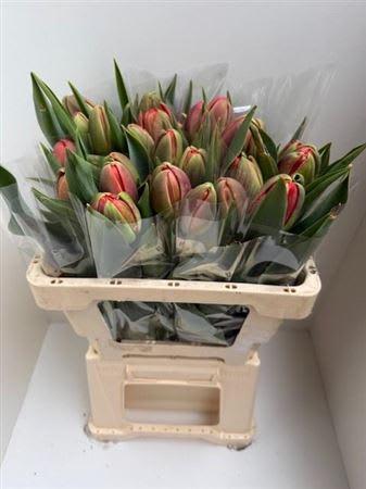 Срезанные цветы оптом Tulipa do от 25шт из Голландии с доставкой по России