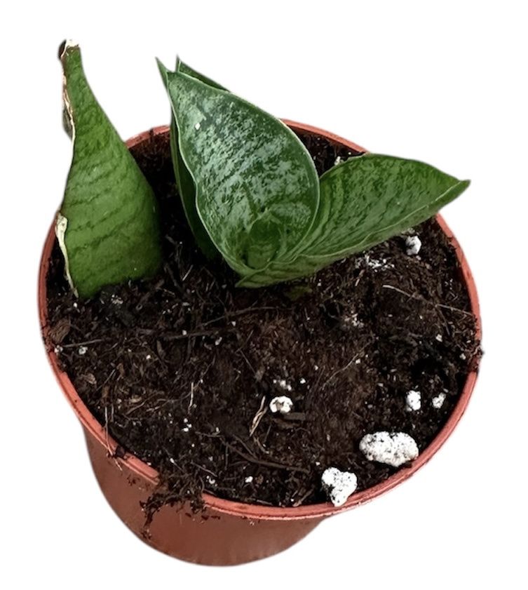 Горшечные цветы и растения оптом Sansevieria Himalayan от 1шт (для телеги) из Голландии с доставкой по России